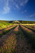 Rows of lavender in a field with the village of Simiane-la-Rotonde in the background, the Vaucluse, Provence, France