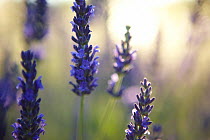 Lavender {Lavendula sp} flowers, Provence, France