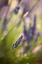Lavender {Lavendula sp} flowers, St-Saturnin-les-Apt, the Vaucluse, Provence, France
