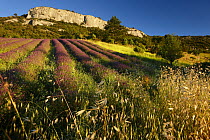 Rows of lavender in a field near St-Saturnin-les-Apt, the Vaucluse, Provence, France