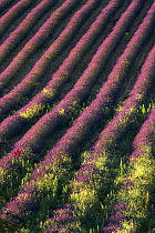 Rows of lavender in a field near St-Saturnin-les-Apt, the Vaucluse, Provence, France