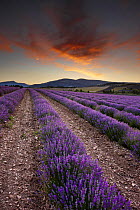 Dawn in a lavender field, nr Sault, the Vaucluse, Provence, France