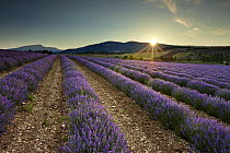 Sunrise in a lavender field nr Sault, the Vaucluse, Provence, France