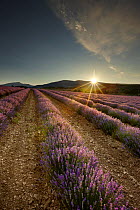 Dawn in a lavender field nr Sault, the Vaucluse, Provence, France