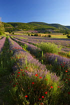 A lavender field nr Sault, the Vaucluse, Provence, France