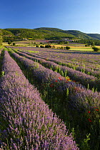 A lavender field nr Sault, the Vaucluse, Provence, France