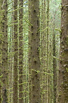 Sitka Spruce trees {Picea sitchensis} in temperate coastal rainforest, Cape Perpetua, Siuslaw NF, Oregon, USA