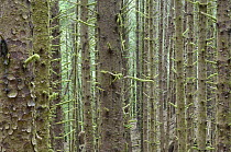 Sitka Spruce trees {Picea sitchensis} in temperate coastal rainforest, Cape Perpetua, Siuslaw NF, Oregon, USA