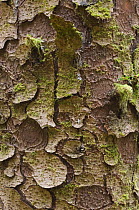 Close up of bark of Sitka Spruce tree {Picea sitchensis} in temperate coastal rainforest, Cape Perpetua, Siuslaw NF, Oregon, USA