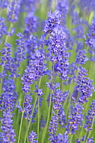 Lavender flowers {Lavandula sp} Washington, USA