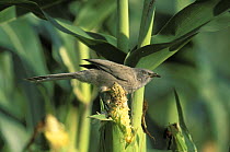 Arabian babbler {Turdoides squamiceps} feeding on maize, Sohar, Oman