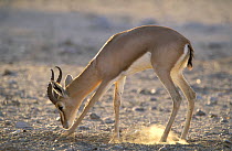 Arabian / Mountain gazelle {Gazella gazella} scraping the soil, backlit, Jaaluni, Oman