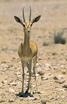 Arabian / Mountain gazelle {Gazella gazella} portrait, Jaaluni, Oman