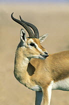 Arabian / Mountain gazelle {Gazella gazella} licking, Jaaluni, Oman
