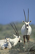 Arabian oryx {Oryx leucoryx} adults and young near desert vegetation, Jiddat Al Harasis, Oman