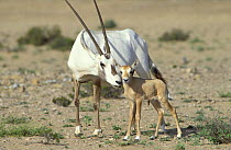 Arabian oryx {Oryx leucoryx} mother with young calf, Jiddat Al Harasis, Oman