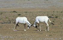 Arabian oryx {Oryx leucoryx} two fighting, Jiddat Al Harasis, Oman
