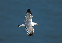 Armenian gull {Larus armenicus} in flight, from above, Van Gl, Turkey
