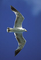Armenian gull {Larus armenicus} in flight, Van Gl, Turkey
