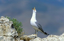 Armenian gull {Larus armenicus} calling, Van Gl, Turkey