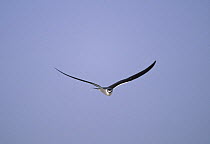 Bridled tern {Sterna anaethetus} in flight, Masirah, Oman