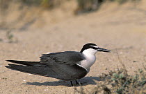 Bridled tern {Sterna anaethetus} on breeding ground, Masirah, Oman