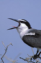 Bridled tern {Sterna anaethetus} close-up with bill open, Masirah, Oman