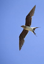 Collared pratincole {Glareola pratincola} in flight, Sohar, Oman