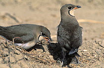 Collared pratincole {Glareola pratincola} pair at nest with chick and egg, Sohar, Oman