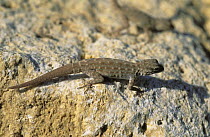 Blandford's Semaphore Gecko {Pristurus rupestris} on rock, Muscat, Oman