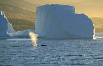 Fin whale {Balaenoptera physalus} spouting in front of iceberg, near Uummannaq, Greenland
