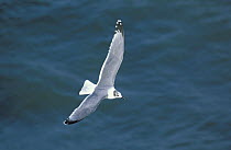 Franklin's gull {Leucophaeus pipixcan} winter plumage, in flight, Paracas, Peru