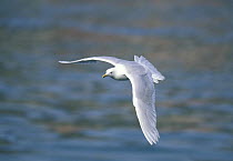 Glaucous gull {Larus hyperboreus} in flight, Ilulissat, Greenland