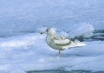 Glaucous gull {Larus hyperboreus} 2nd summer plumage, North Coast, Svalbard, Norway