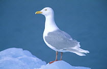 Glaucous gull {Larus hyperboreus} adult, Monaco Glacier, Svalbard, Norway