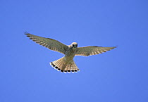 Lesser kestrel {Falco naumanni} female hovering, Sohar, Oman