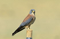 Lesser kestrel {Falco naumanni} male perched, Musandam, Oman