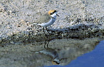 Puna plover {Charadrius alticola} male, with reflection in water, Salar de Atacama, Chile