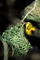 Ruppell's weaver {Ploceus galbula} male at nest, Salalah, Oman