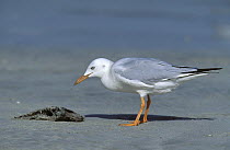 Slender billed gull {Chroicocephalus genei} with food, Sirab, Oman