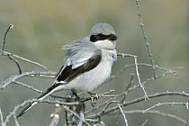 Southern grey shrike {Lanius meridionalis} perched, Sohar, Oman