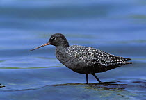 Spotted redshank {Tringa erythropus} in breeding plumage during migration, Muscat, Oman