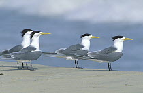 Swift tern {Sterna bergii} four on beach, Salalah, Oman