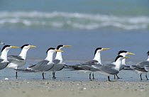 Swift tern {Sterna bergii} flock on beach, Nafoon, Oman