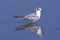White winged tern {Chlidonias leucoptera} immature with reflection in water, Sohar, Oman
