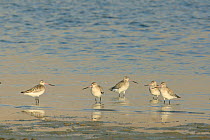 Bar tailed godwit {Limosa lapponica} five at water's edge, United Arab Emirates