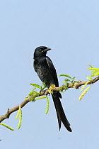 Black drongo {Dicrurus macrocercus} perched, Tamil Nadu, India