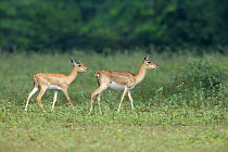 Blackbuck {Antilope cervicapra} female and young in Guindy National Park, Tamil Nadu, India