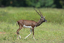 Blackbuck {Antilope cervicapra} male in Guindy National Park, Tamil Nadu, India