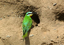 Blue cheeked bee eater {Merops persicus} with food at nest hole, Sohar, Oman